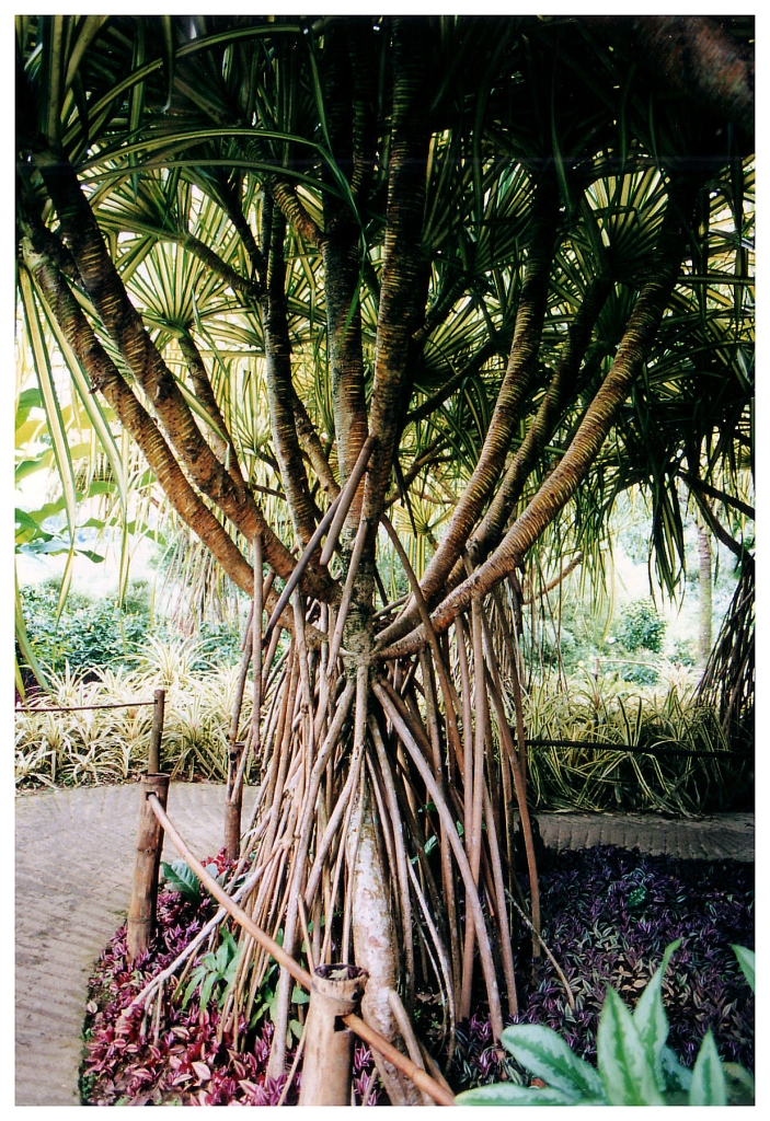 06 - Jardin De Balata (5).jpg